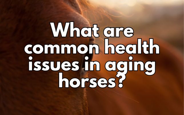 What are common health issues in aging horses?