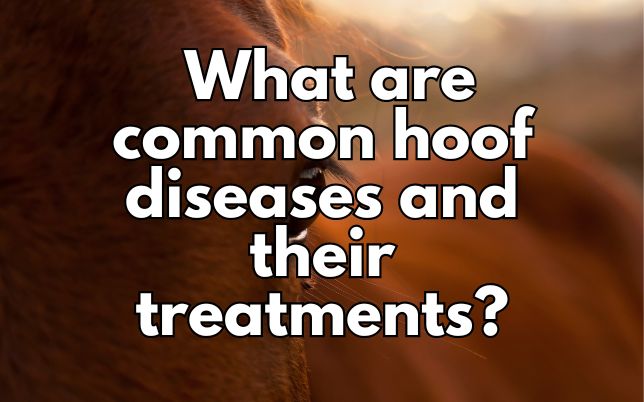 What are common hoof diseases and their treatments?