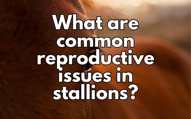 What are common reproductive issues in stallions?