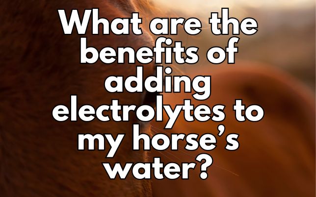 What are the benefits of adding electrolytes to my horse’s water?