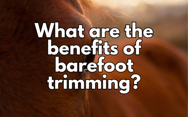 What are the benefits of barefoot trimming?