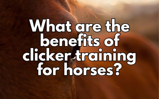 What are the benefits of clicker training for horses?