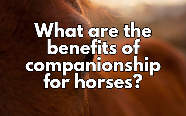 What are the benefits of companionship for horses?