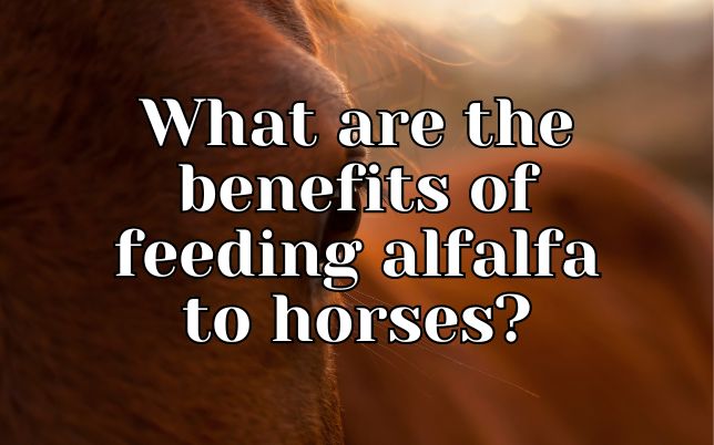 What are the benefits of feeding alfalfa to horses