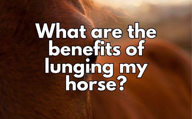 What are the benefits of lunging my horse?