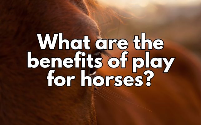 What are the benefits of play for horses?