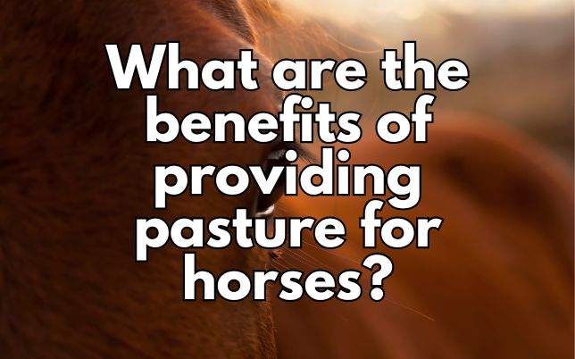 What are the benefits of providing pasture for horses?