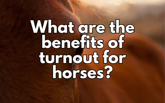 What are the benefits of turnout for horses?