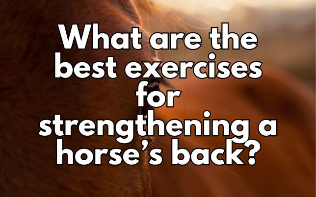 What are the best exercises for strengthening a horse’s back?