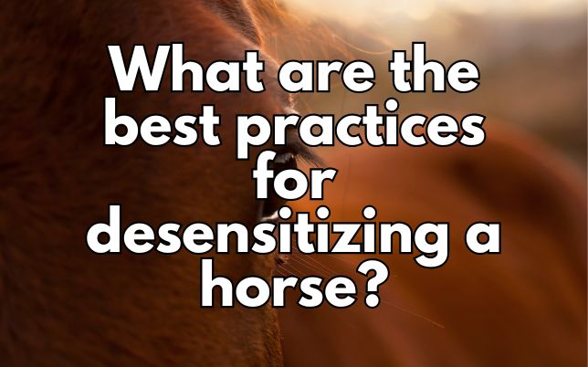 What are the best practices for desensitizing a horse?