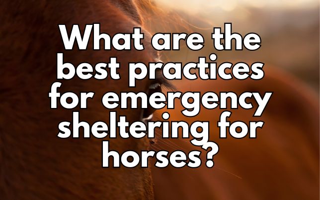 What are the best practices for emergency sheltering for horses?