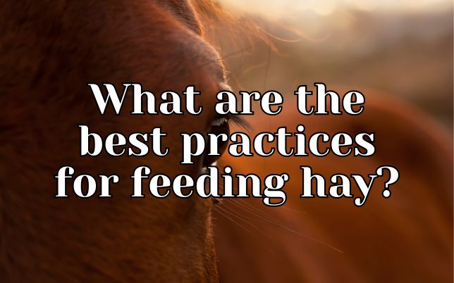 What are the best practices for feeding hay