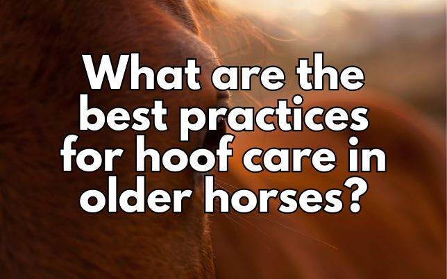 What are the best practices for hoof care in older horses?