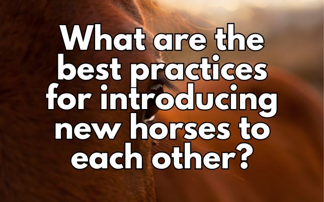 What are the best practices for introducing new horses to each other?