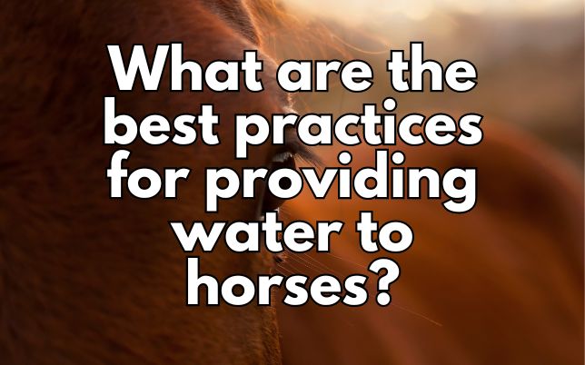 What are the best practices for providing water to horses?