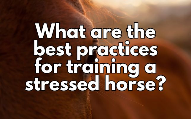 What are the best practices for training a stressed horse?