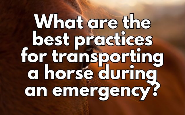 What are the best practices for transporting a horse during an emergency?