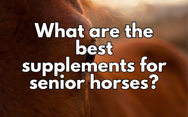 What are the best supplements for senior horses?