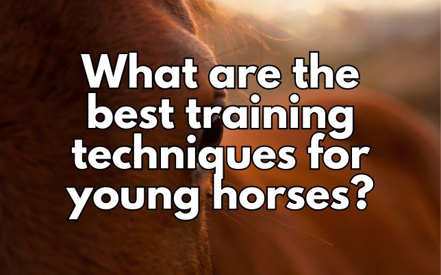 What are the best training techniques for young horses?