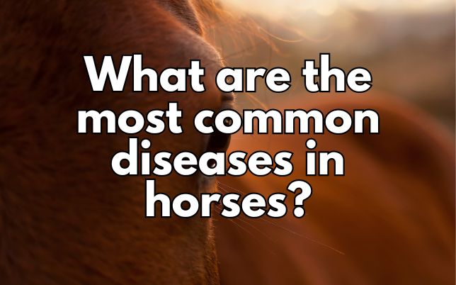 What are the most common diseases in horses?