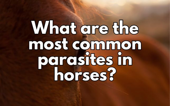 What are the most common parasites in horses?