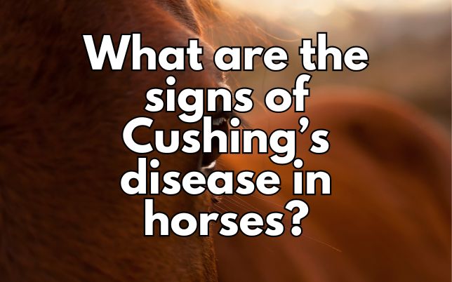 What are the signs of Cushing’s disease in horses?