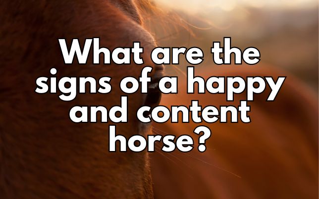 What are the signs of a happy and content horse?