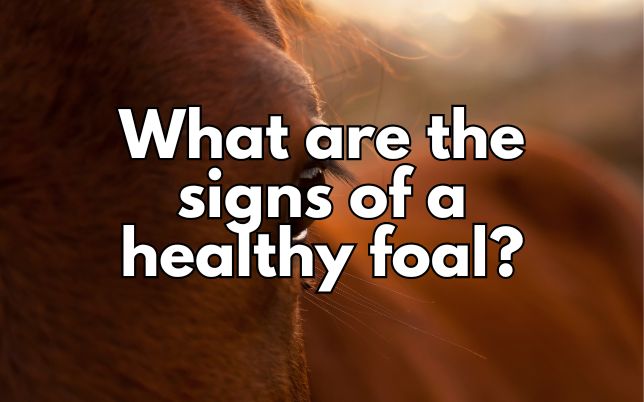 What are the signs of a healthy foal?