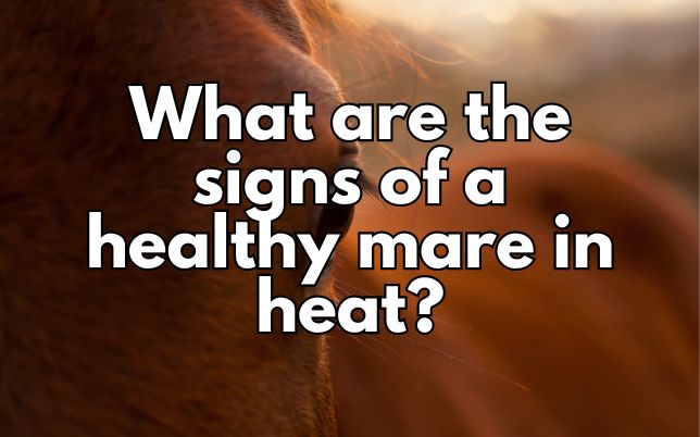 What are the signs of a healthy mare in heat?