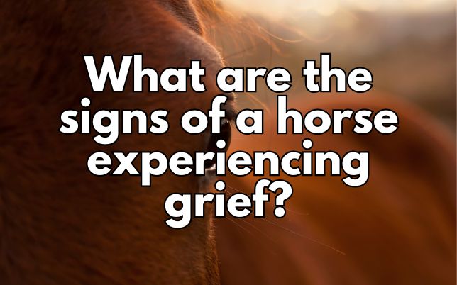 What are the signs of a horse experiencing grief?