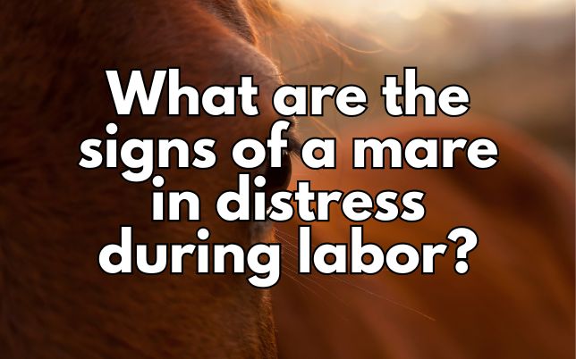 What are the signs of a mare in distress during labor?