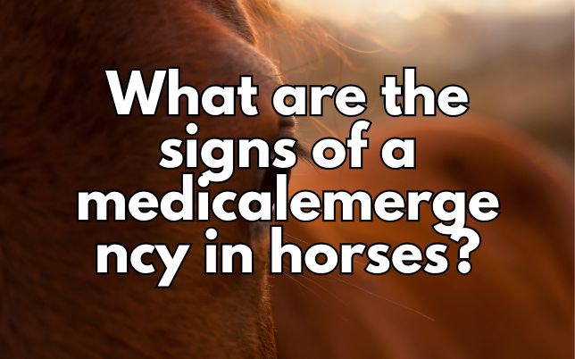 What are the signs of a medicalemergency in horses?