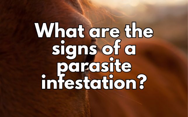 What are the signs of a parasite infestation?