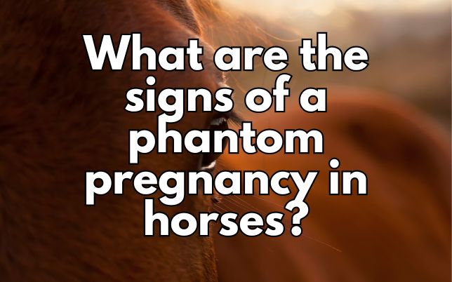 What are the signs of a phantom pregnancy in horses?