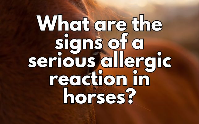 What are the signs of a serious allergic reaction in horses?