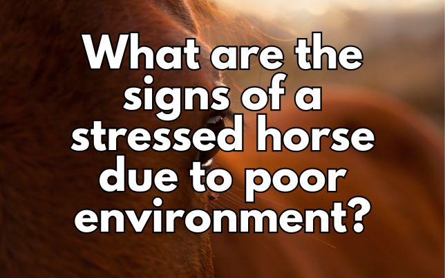 What are the signs of a stressed horse due to poor environment?