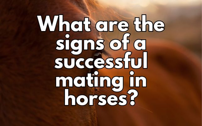 What are the signs of a successful mating in horses?