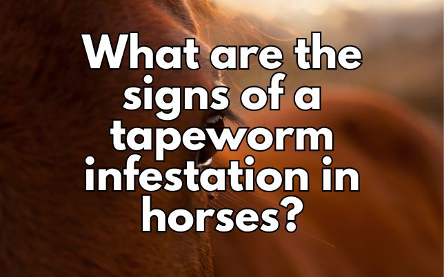 What are the signs of a tapeworm infestation in horses?