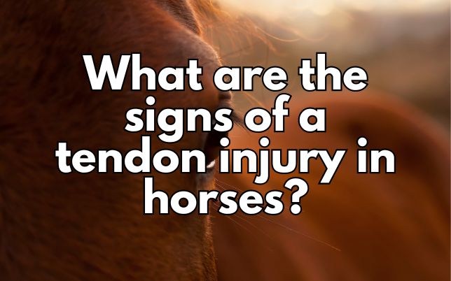 What are the signs of a tendon injury in horses?