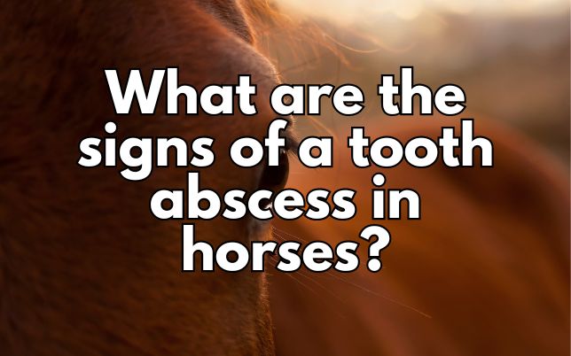 What are the signs of a tooth abscess in horses?