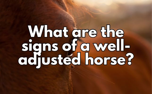 What are the signs of a well-adjusted horse?