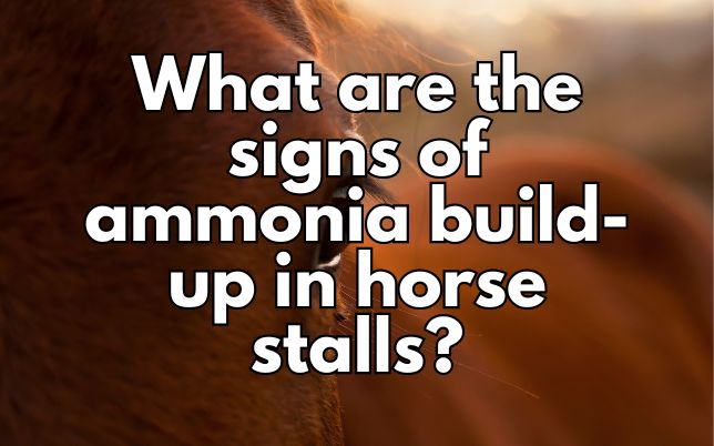 What are the signs of ammonia build-up in horse stalls?