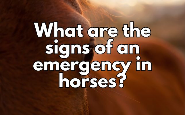 What are the signs of an emergency in horses?