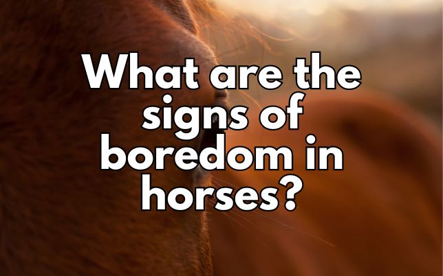 What are the signs of boredom in horses?