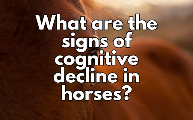 What are the signs of cognitive decline in horses?