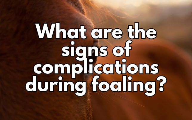 What are the signs of complications during foaling?