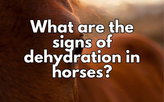 What are the signs of dehydration in horses?