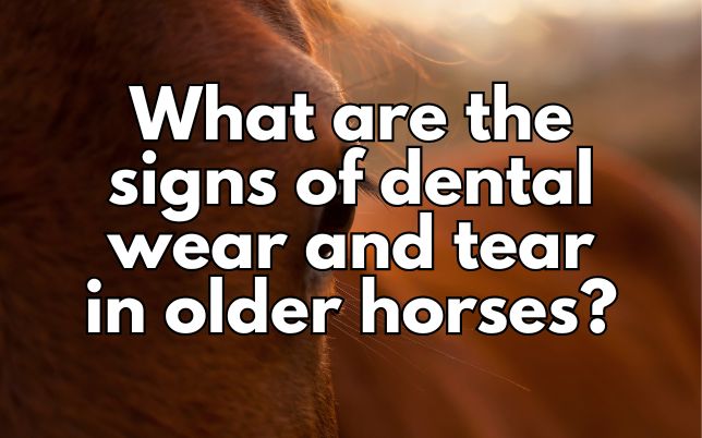 What are the signs of dental wear and tear in older horses?