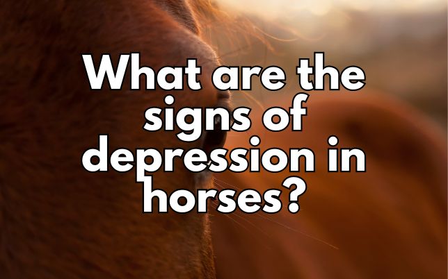 What are the signs of depression in horses?