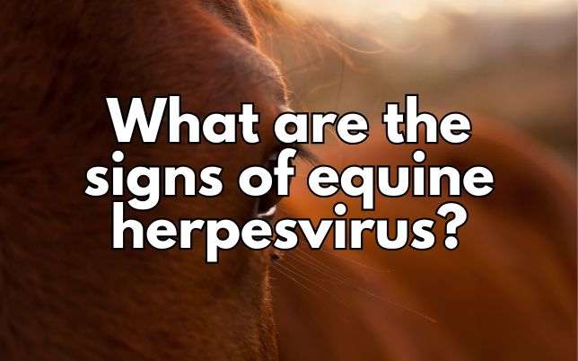 What are the signs of equine herpesvirus?